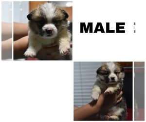 Pembroke Welsh Corgi Puppy for sale in HOCKLEY, TX, USA