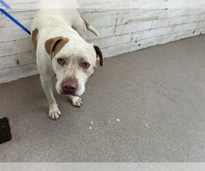 Mutt Dogs for adoption in San Bernardino, CA, USA