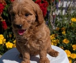 Small #12 Goldendoodle (Miniature)