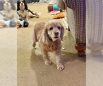 Small Cocker Spaniel