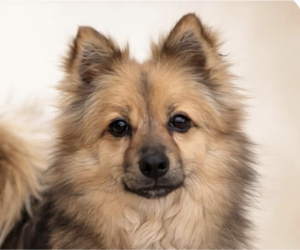 Pomeranian-pomeranian spitz Mix Dogs for adoption in San Ramon, CA, USA
