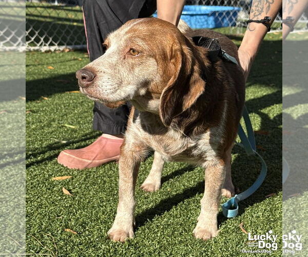 Medium Photo #2 Beagle-Unknown Mix Puppy For Sale in Washington, DC, USA