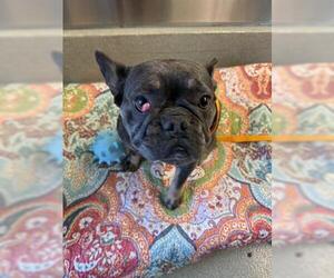French Bulldog Dogs for adoption in San Martin, CA, USA