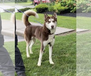 Siberian Husky-Unknown Mix Dogs for adoption in Rochester, NY, USA