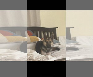 German Shepherd Dog Dogs for adoption in Plantation, FL, USA