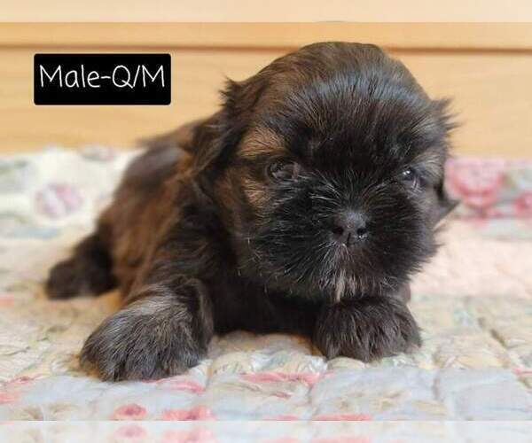 Medium Photo #19 Shih Tzu Puppy For Sale in MANES, MO, USA