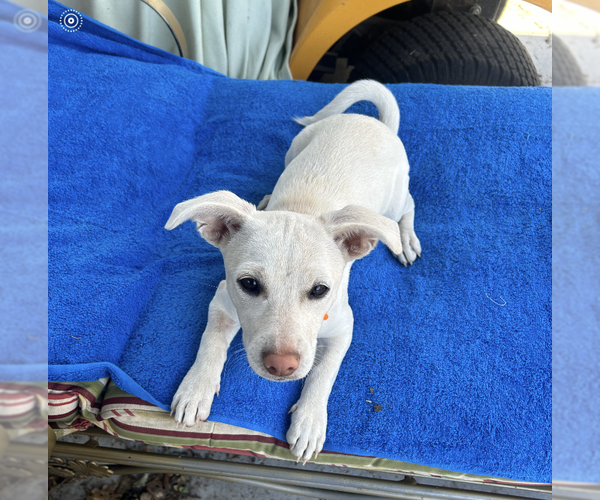 Medium Photo #3 Dachshund-Unknown Mix Puppy For Sale in Santa Rosa, CA, USA