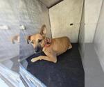 Small Black Mouth Cur