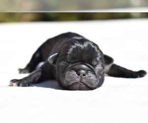Pug Puppy for sale in PALM COAST, FL, USA