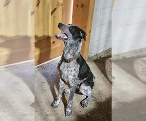 Mutt Dogs for adoption in San Antonio, TX, USA