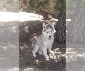 Siberian Husky Puppy for sale in PALMDALE, CA, USA