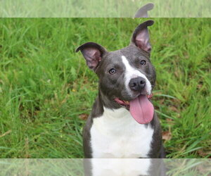 Jamison - Male American Bulldog-Unknown Mix Dog for Adoption - Photo #3