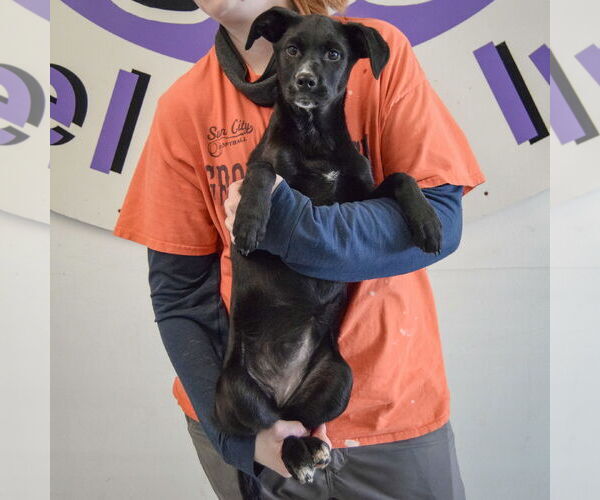 Medium Photo #4 German Shepherd Dog-Unknown Mix Puppy For Sale in Huntley, IL, USA