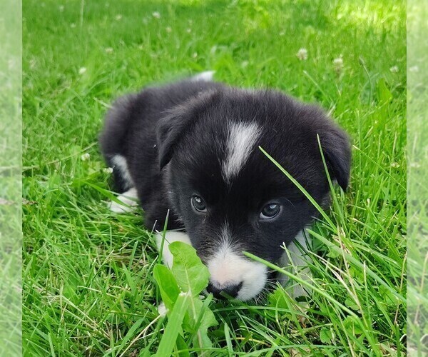 Medium Photo #73 Border Collie Puppy For Sale in NORBORNE, MO, USA