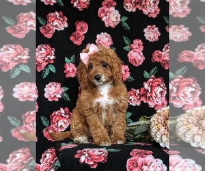 Cavapoo Puppy for sale in NEW PROVIDENCE, PA, USA