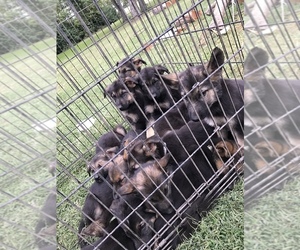 German Shepherd Dog Puppy for sale in WILMINGTON, IL, USA