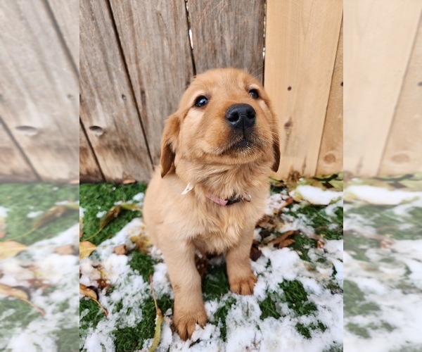 Medium Photo #8 Golden Retriever Puppy For Sale in MERIDIAN, ID, USA