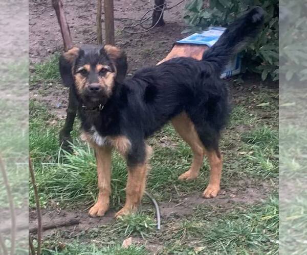 Medium Photo #1 Mutt Puppy For Sale in Palatine/Kildeer/Buffalo grove, IL, USA