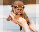 Small Photo #4 English Bulldog Puppy For Sale in PASCO, WA, USA