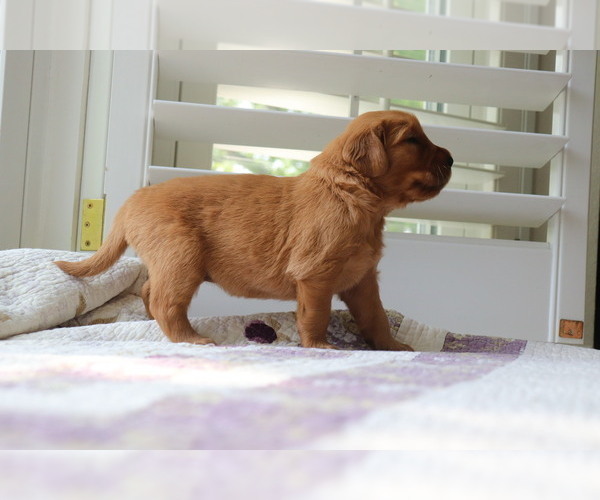 Medium Photo #3 Golden Retriever Puppy For Sale in SAN ANTONIO, TX, USA