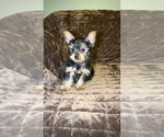 Small #1 Yorkshire Terrier