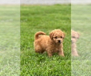 Goldendoodle (Miniature) Puppy for sale in NORTH VERNON, IN, USA