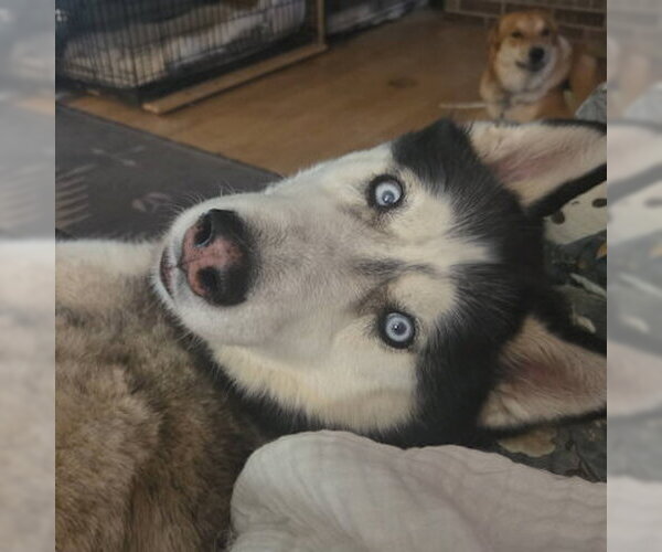 Medium Photo #3 Siberian Husky Puppy For Sale in Omaha, NE, USA