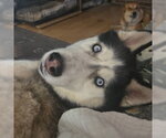 Small #2 Siberian Husky