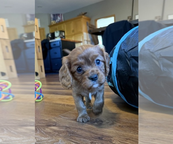 Medium Photo #7 Cavalier King Charles Spaniel Puppy For Sale in ALLIANCE, OH, USA