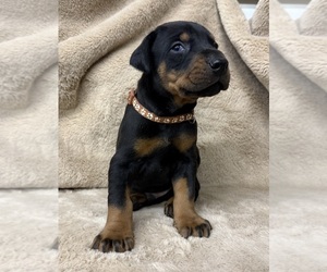 Doberman Pinscher Puppy for Sale in NEWTON, North Carolina USA