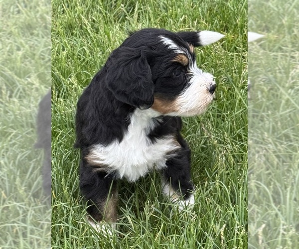 Medium Photo #4 Bernedoodle Puppy For Sale in LONGMONT, CO, USA