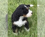 Small #3 Bernedoodle