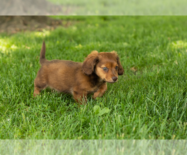 Medium Photo #3 Dachshund Puppy For Sale in BREMEN, IN, USA