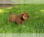 Small #2 Dachshund