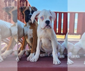Boxer Puppy for sale in AFTON, WY, USA