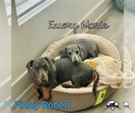 Small Photo #15 Dachshund Puppy For Sale in San Antonio, TX, USA