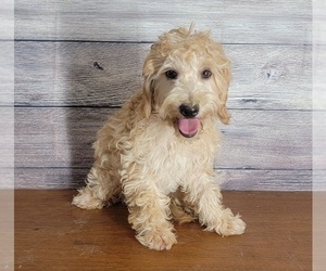 Goldendoodle (Miniature) Puppy for sale in SHAWNEE, OK, USA