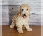 Small Photo #1 Goldendoodle (Miniature) Puppy For Sale in SHAWNEE, OK, USA