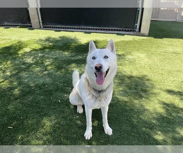 Medium Photo #2 German Shepherd Dog-Siberian Husky Mix Puppy For Sale in Corona, CA, USA