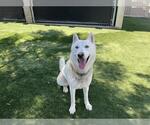 Small #1 German Shepherd Dog-Siberian Husky Mix