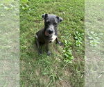 Small #4 Great Dane Mix