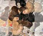 Image preview for Ad Listing. Nickname: lunas pups