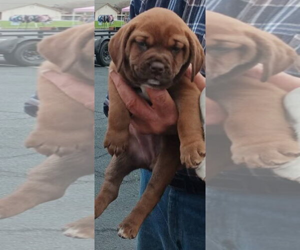 Medium Photo #1 Catahoula Leopard Dog-Labrador Retriever Mix Puppy For Sale in Sanford, FL, USA