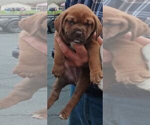 Catahoula Leopard Dog-Labrador Retriever Mix Dogs for adoption in Sanford, FL, USA