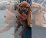 Small #2 Catahoula Leopard Dog-Labrador Retriever Mix