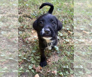 Boxer-Poodle (Standard) Mix Dogs for adoption in Aurora, IN, USA