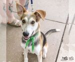 Small #2 English Foxhound Mix