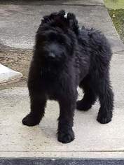 Briard Puppy for sale in GAINESVILLE, GA, USA