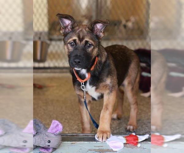 Medium Photo #1 German Shepherd Dog-Unknown Mix Puppy For Sale in Brewster, MA, USA