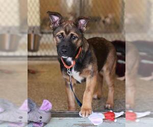 German Shepherd Dog-Unknown Mix Dogs for adoption in Brewster, MA, USA